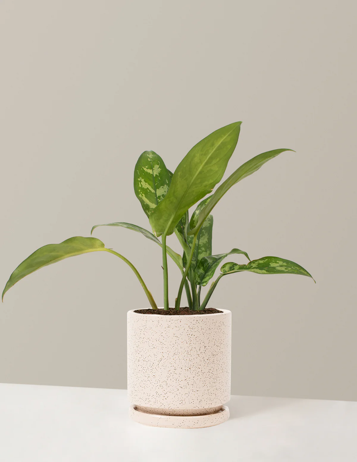 Aglaonema Maria - Image 13