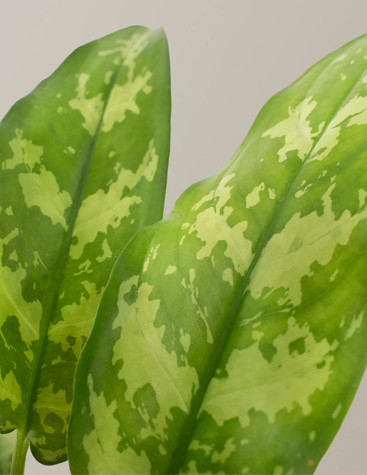 Aglaonema Maria - Image 2