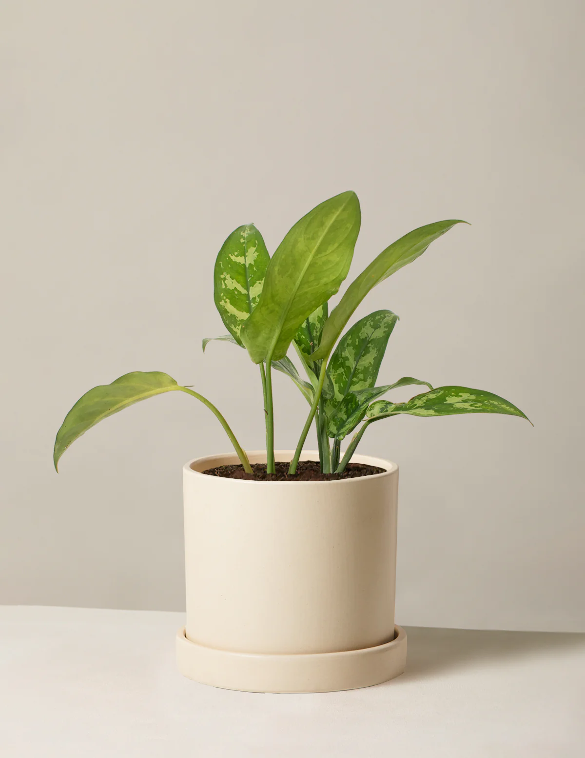 Aglaonema Maria - Image 3