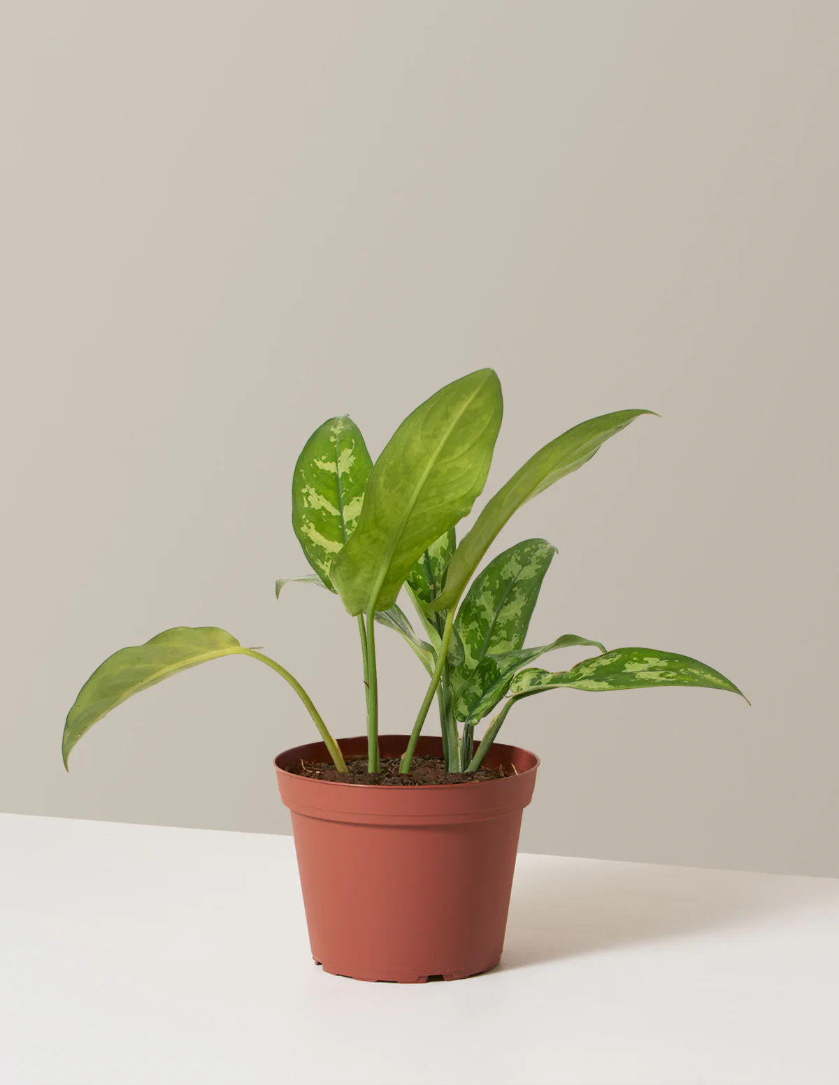 Aglaonema Maria - Image 4