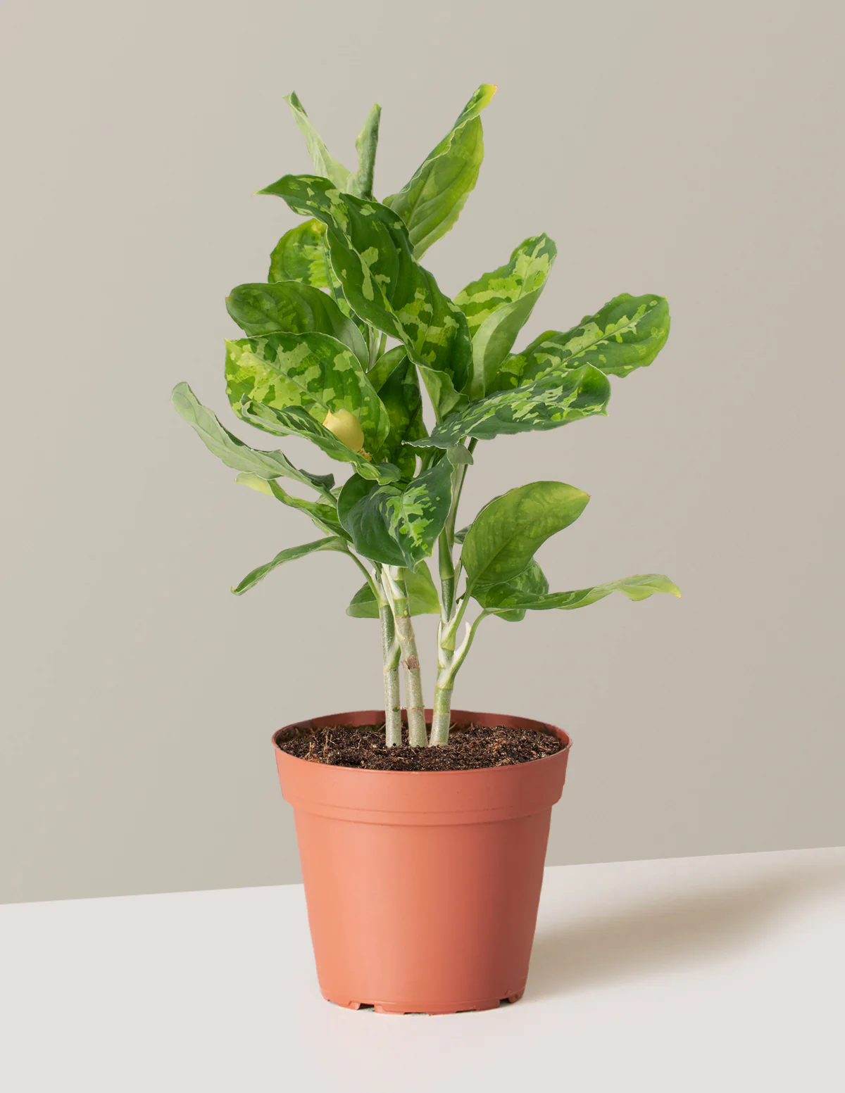 Aglaonema Pictum Tricolor - Image 2