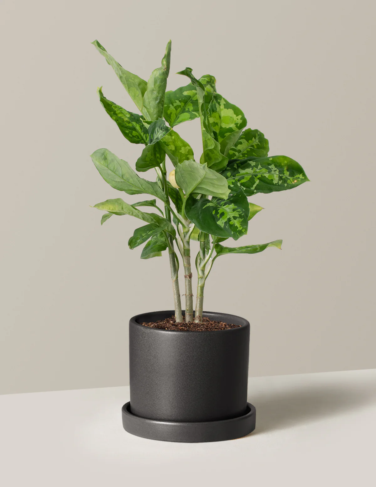 Aglaonema Pictum Tricolor - Image 3