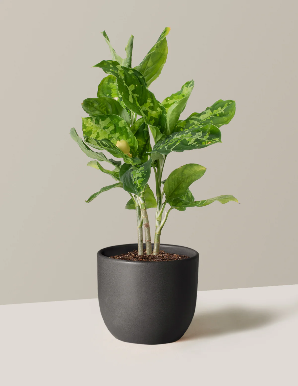 Aglaonema Pictum Tricolor - Image 4