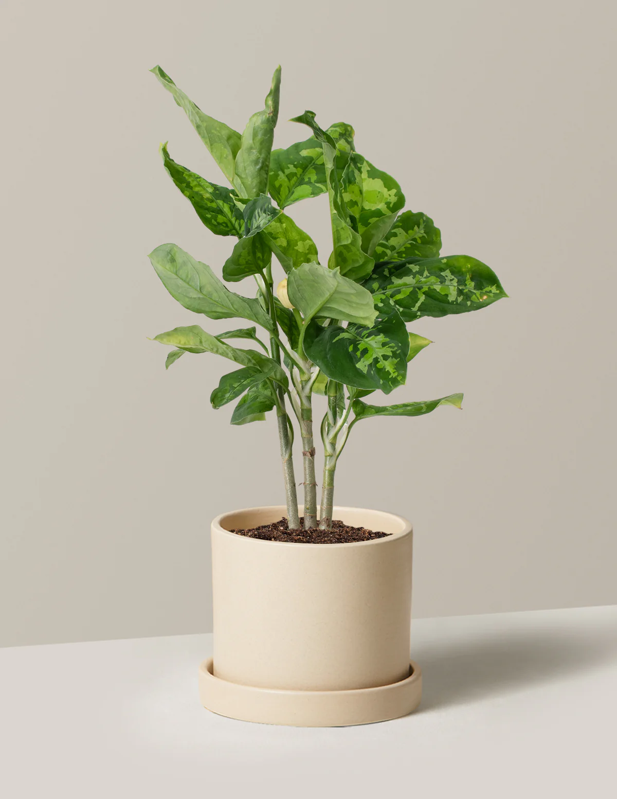 Aglaonema Pictum Tricolor - Image 5