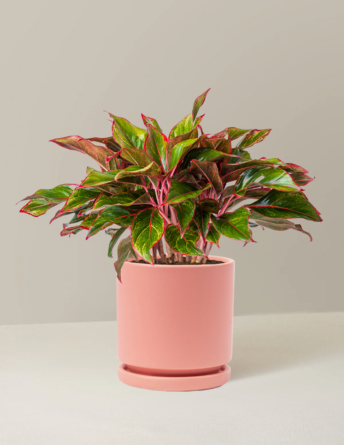 Aglaonema Siam - Image 10