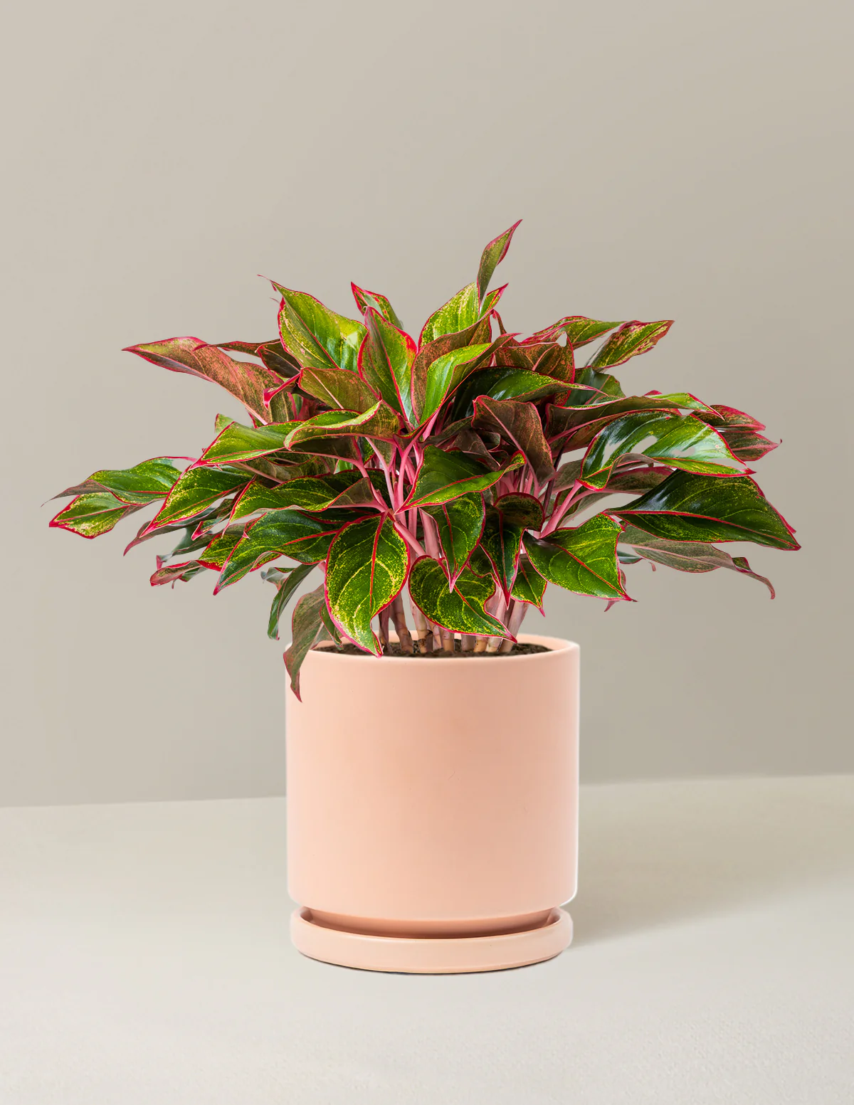 Aglaonema Siam - Image 11