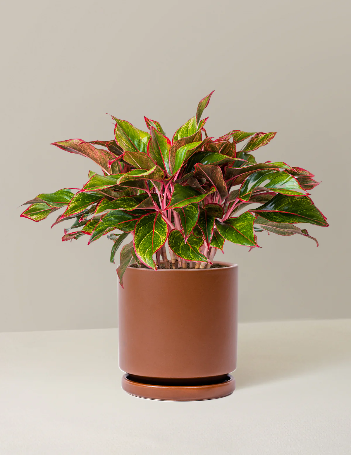 Aglaonema Siam - Image 12