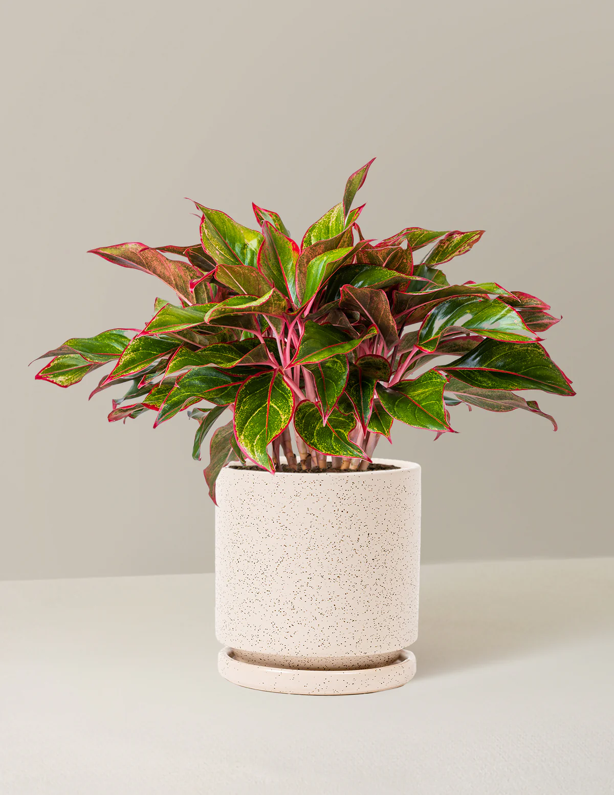 Aglaonema Siam - Image 14