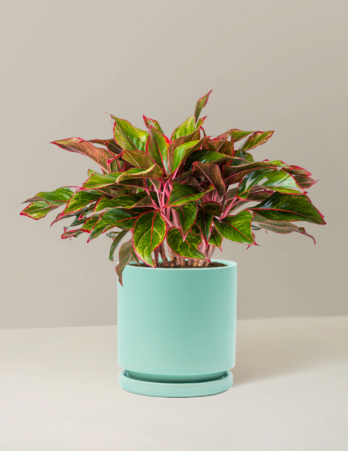 Aglaonema Siam - Image 15