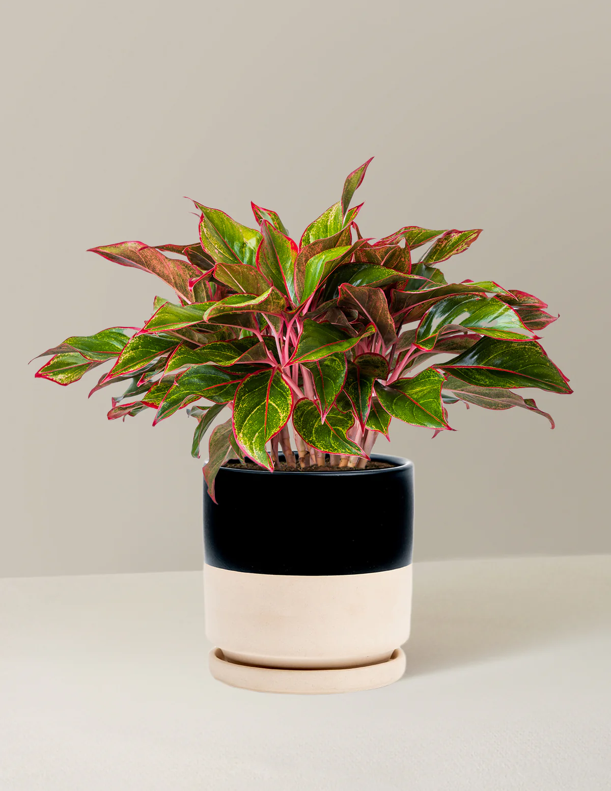 Aglaonema Siam - Image 16