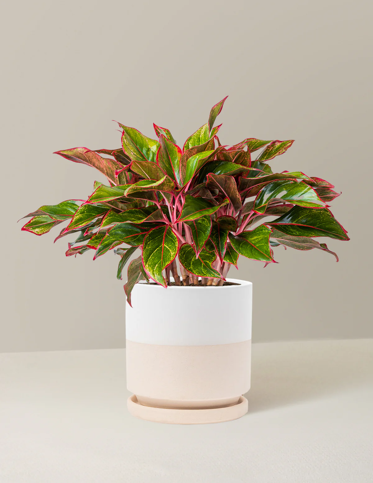 Aglaonema Siam - Image 17