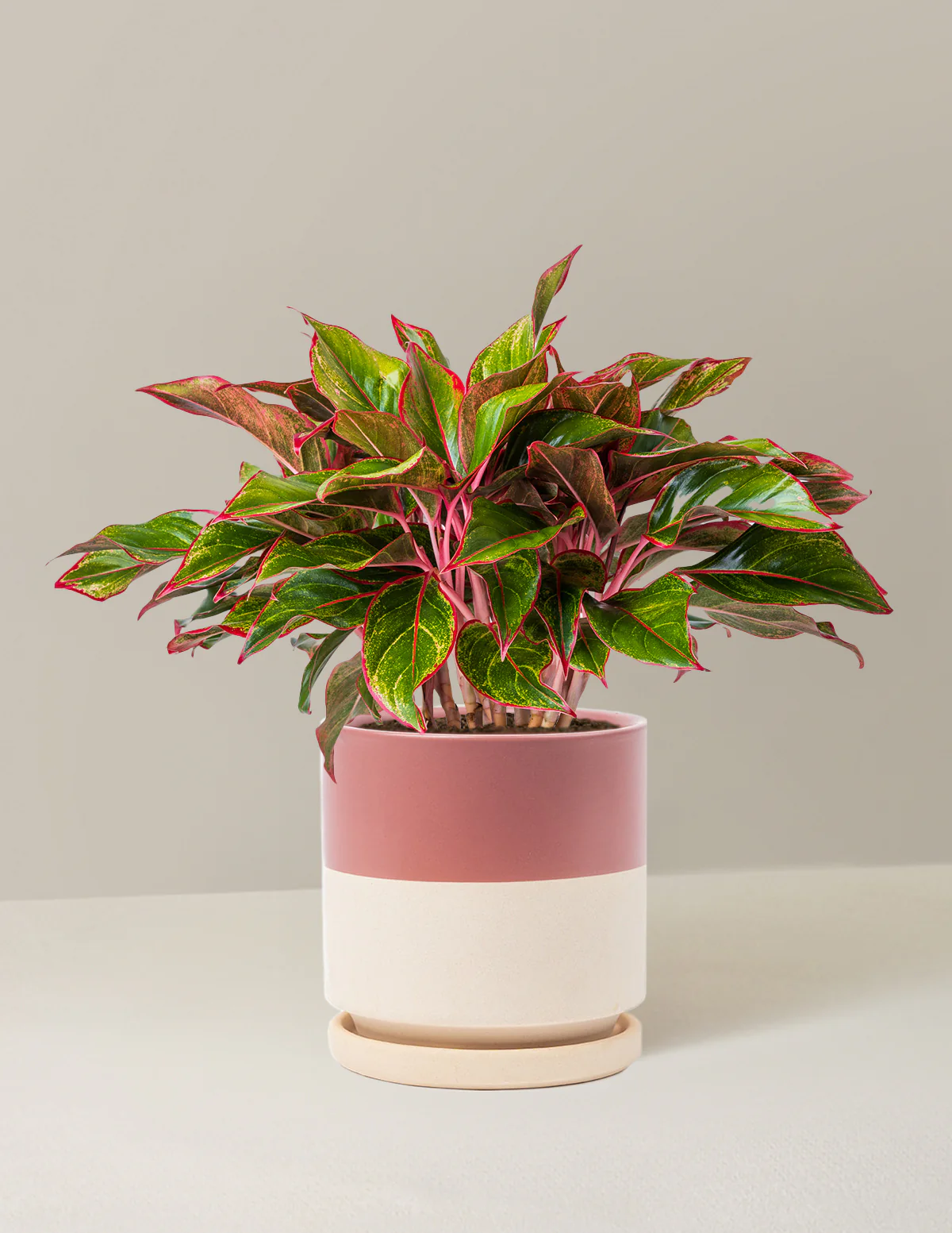 Aglaonema Siam - Image 18