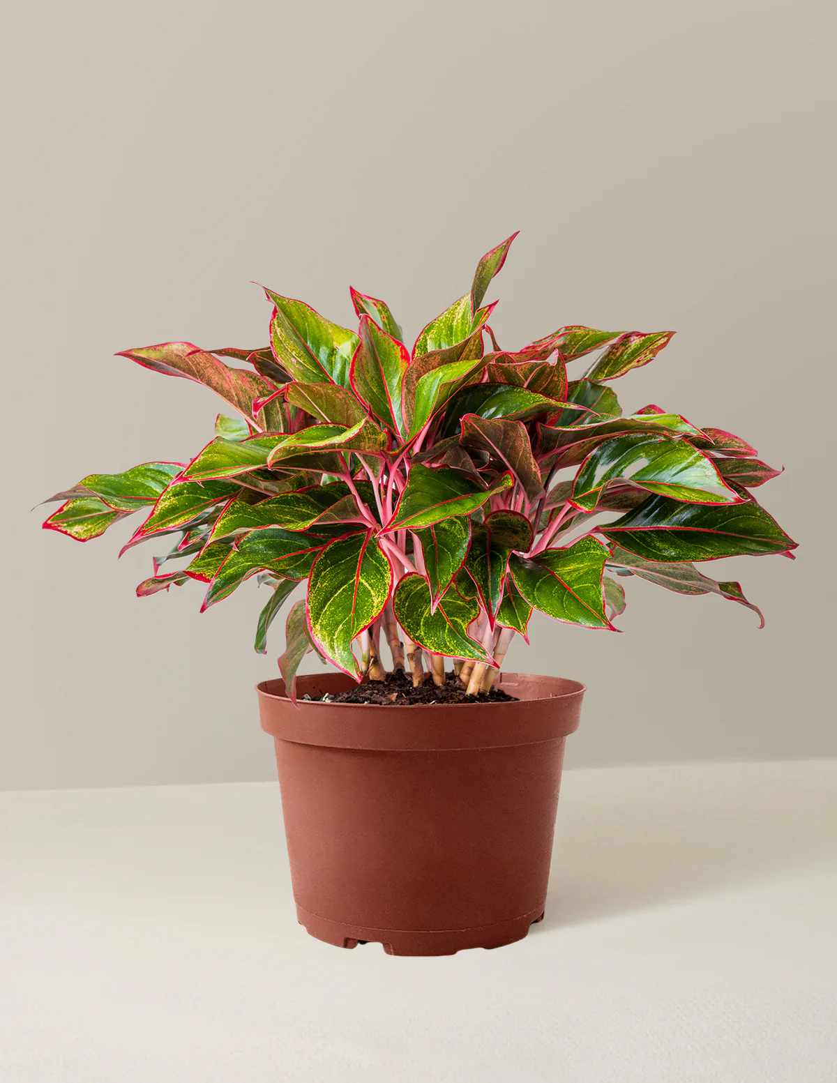 Aglaonema Siam - Image 19