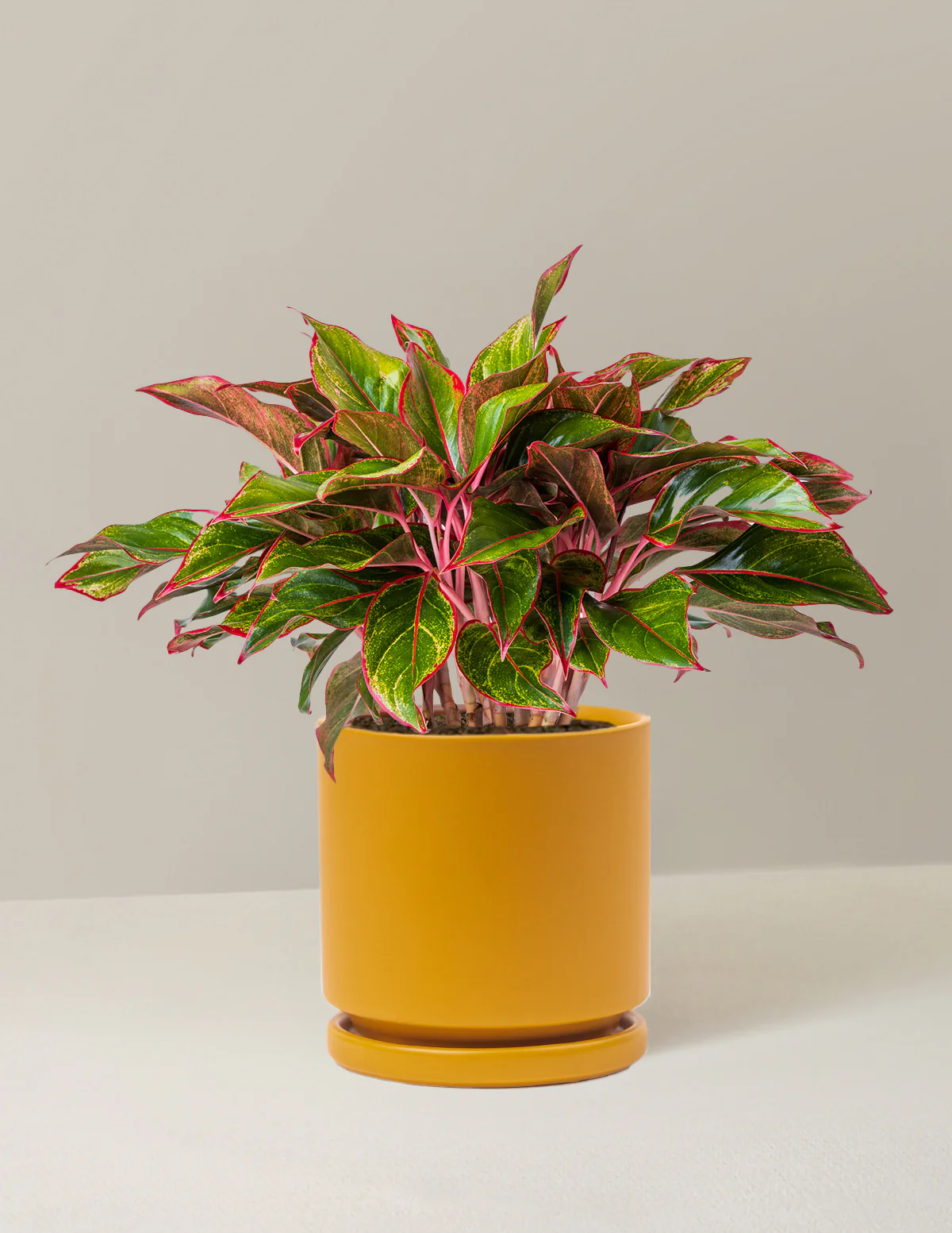 Aglaonema Siam - Image 20