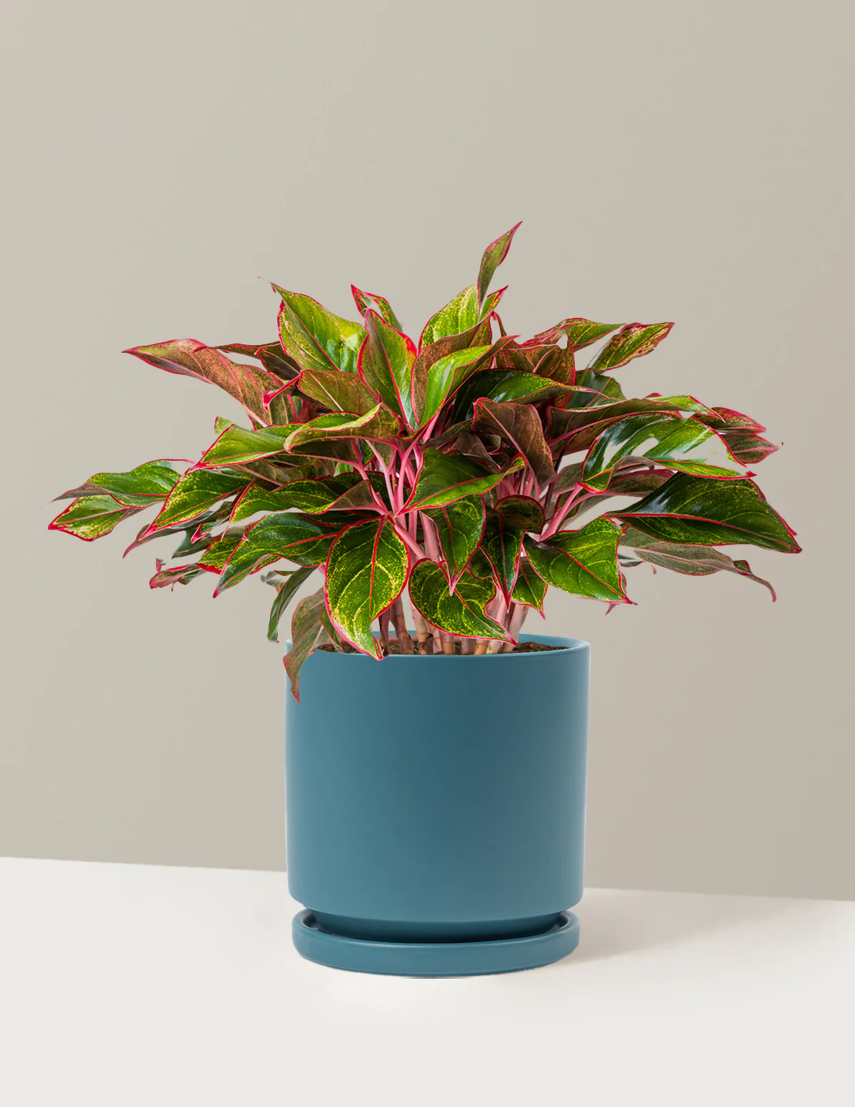 Aglaonema Siam - Image 23
