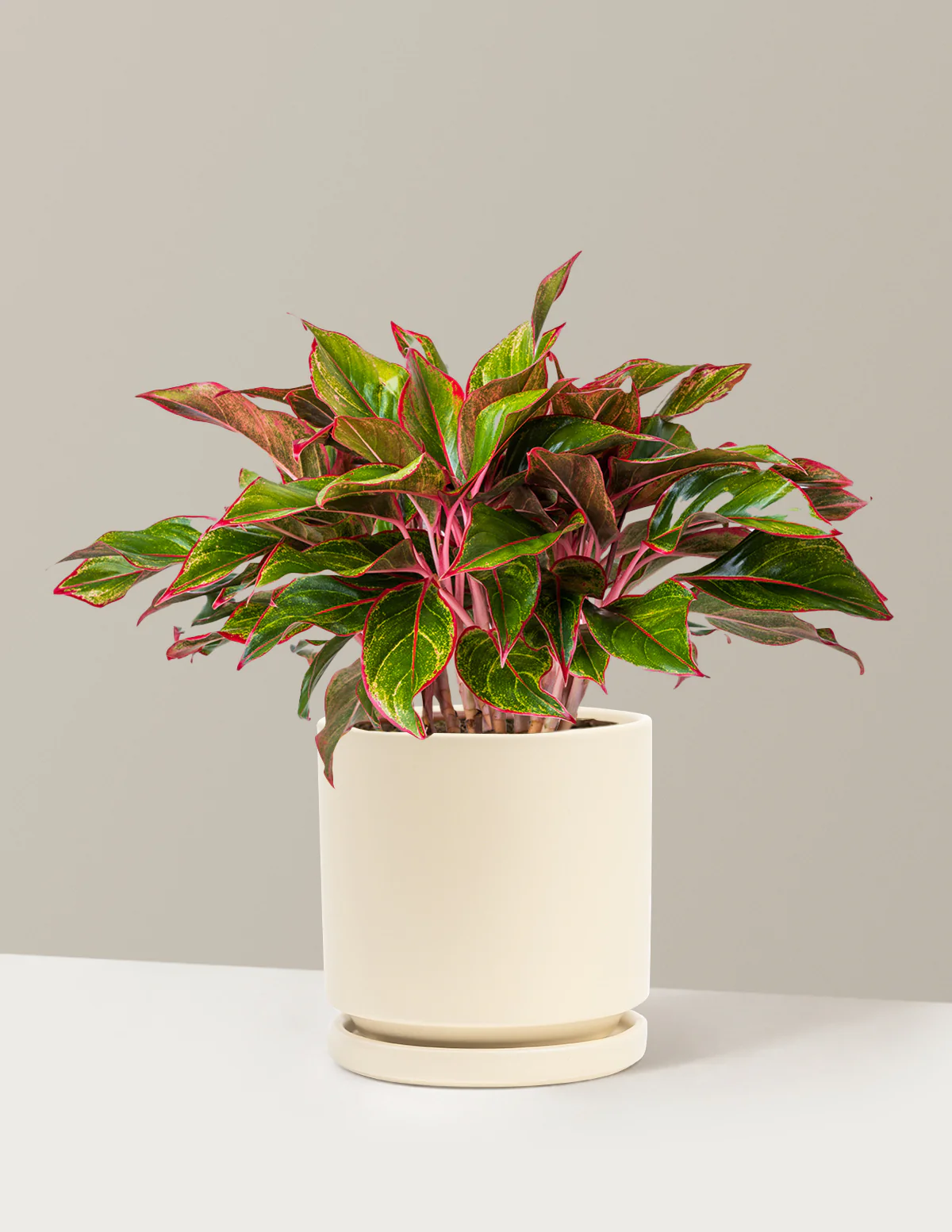 Aglaonema Siam - Image 24