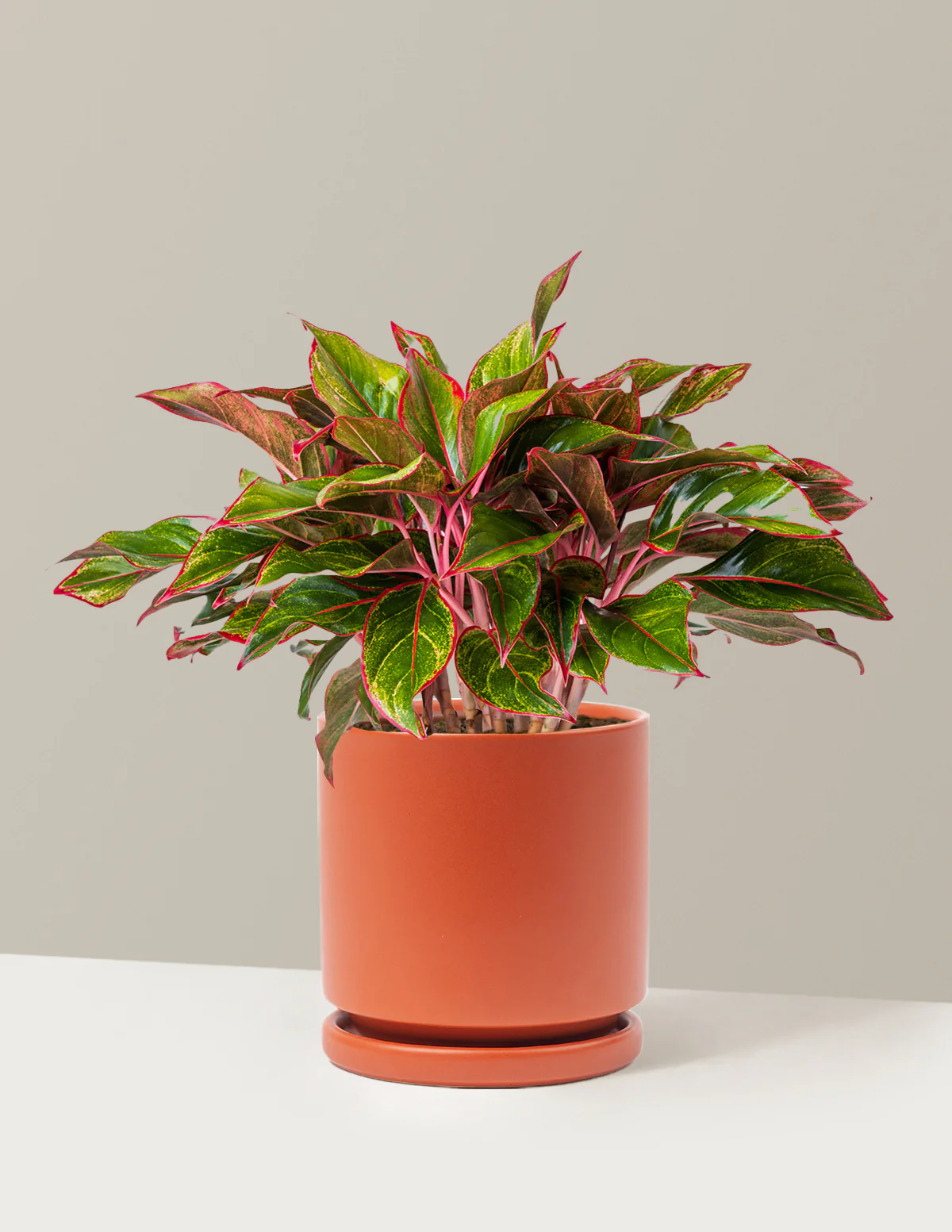 Aglaonema Siam - Image 25