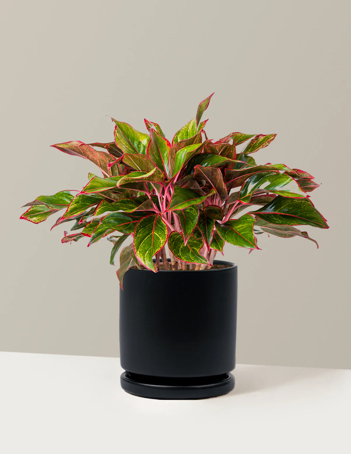 Aglaonema Siam - Image 26