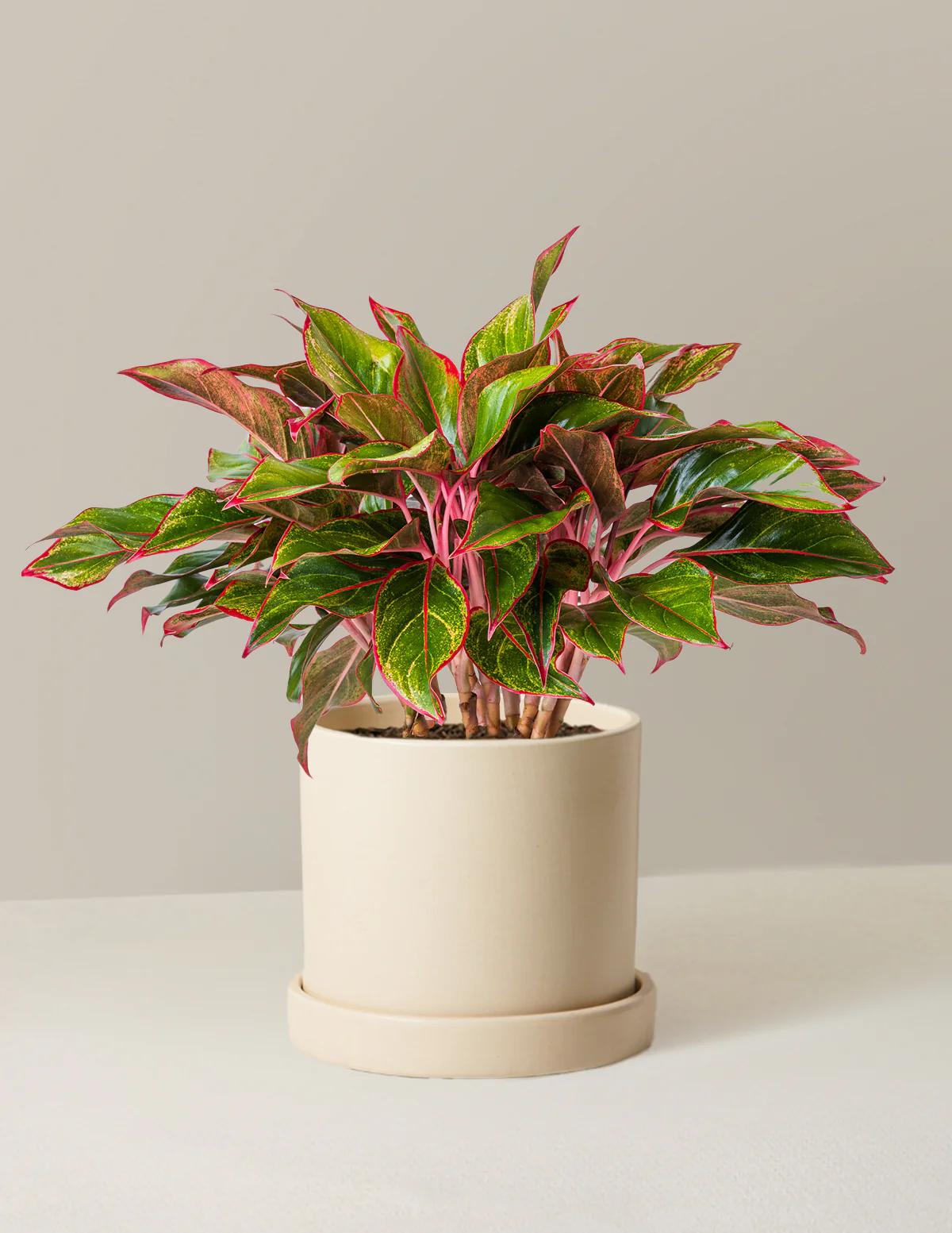 Aglaonema Siam - Image 28