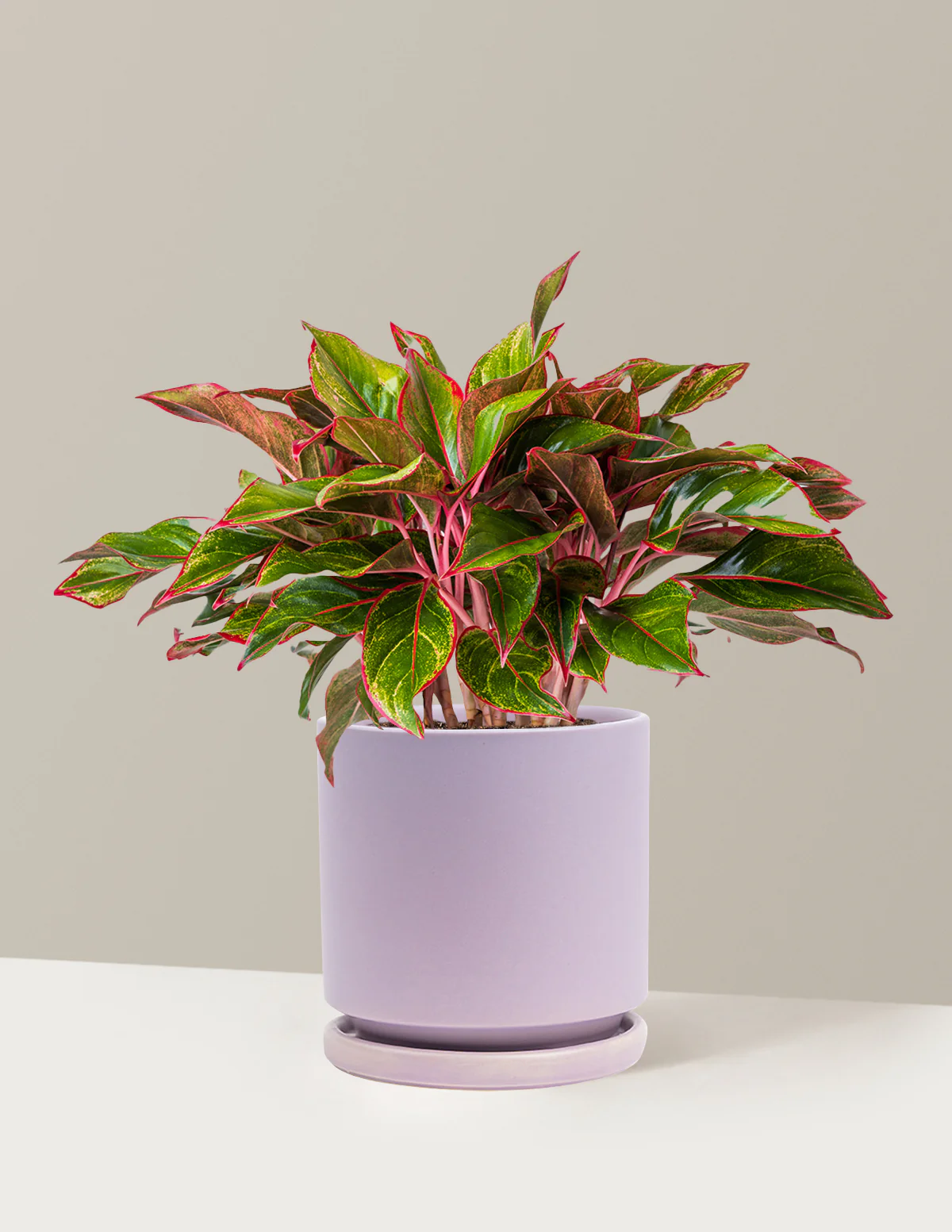 Aglaonema Siam - Image 29