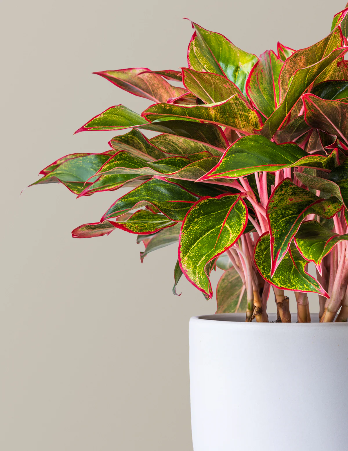 Aglaonema Siam - Image 3