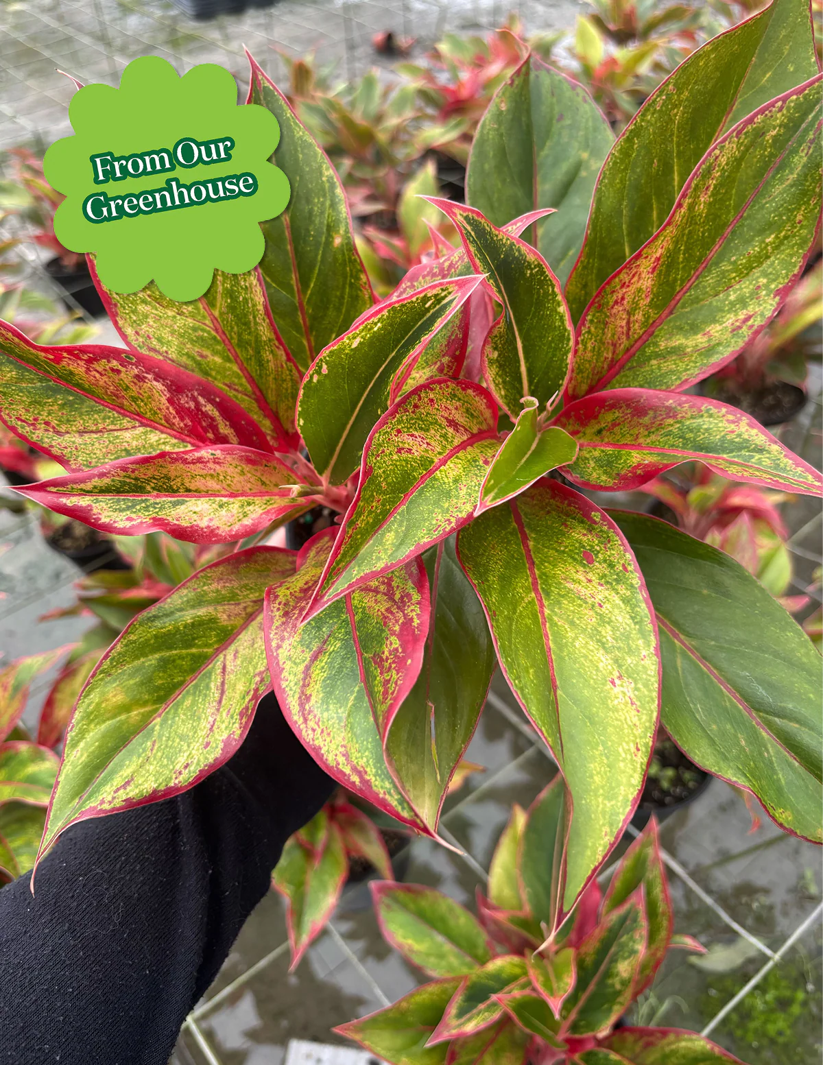 Aglaonema Siam - Image 4