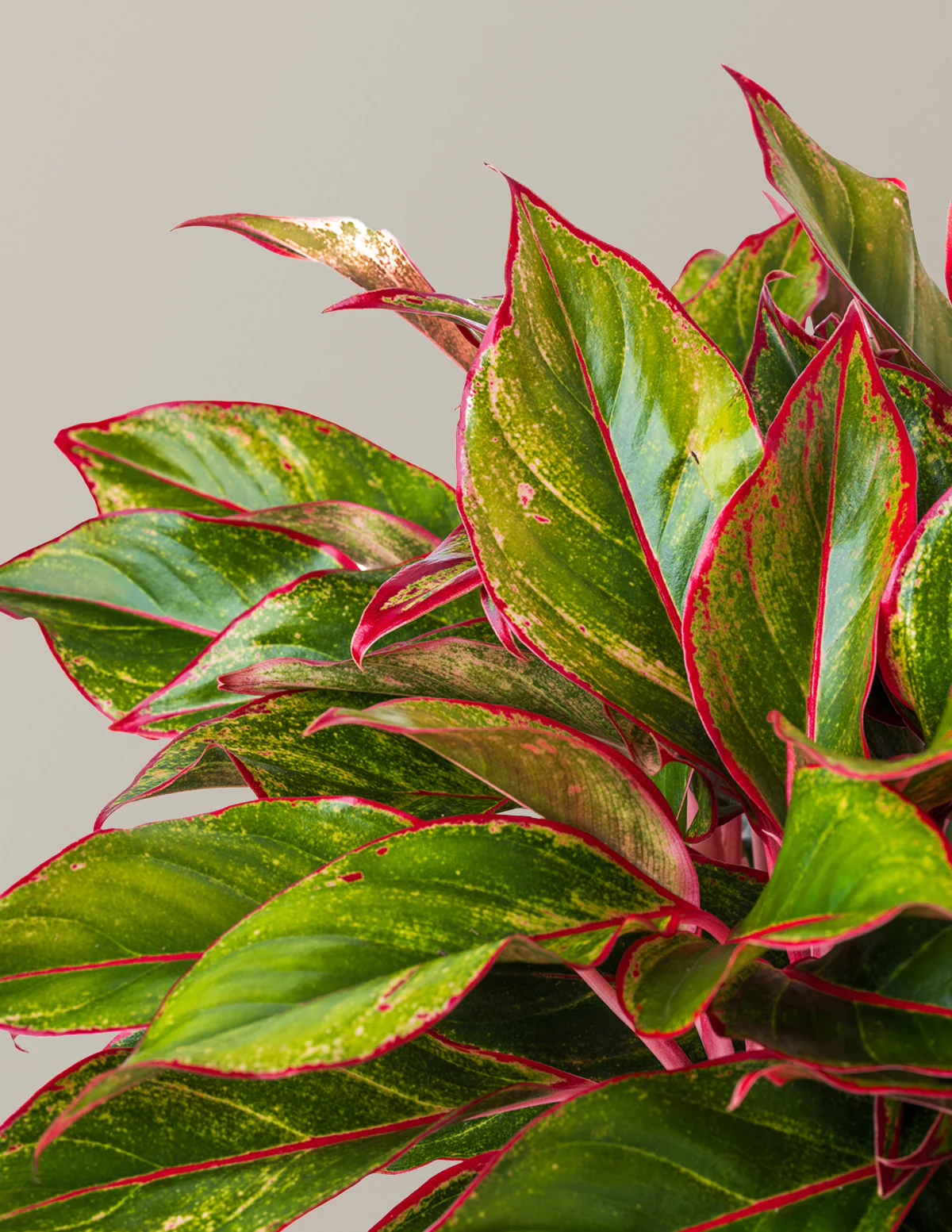 Aglaonema Siam - Image 5