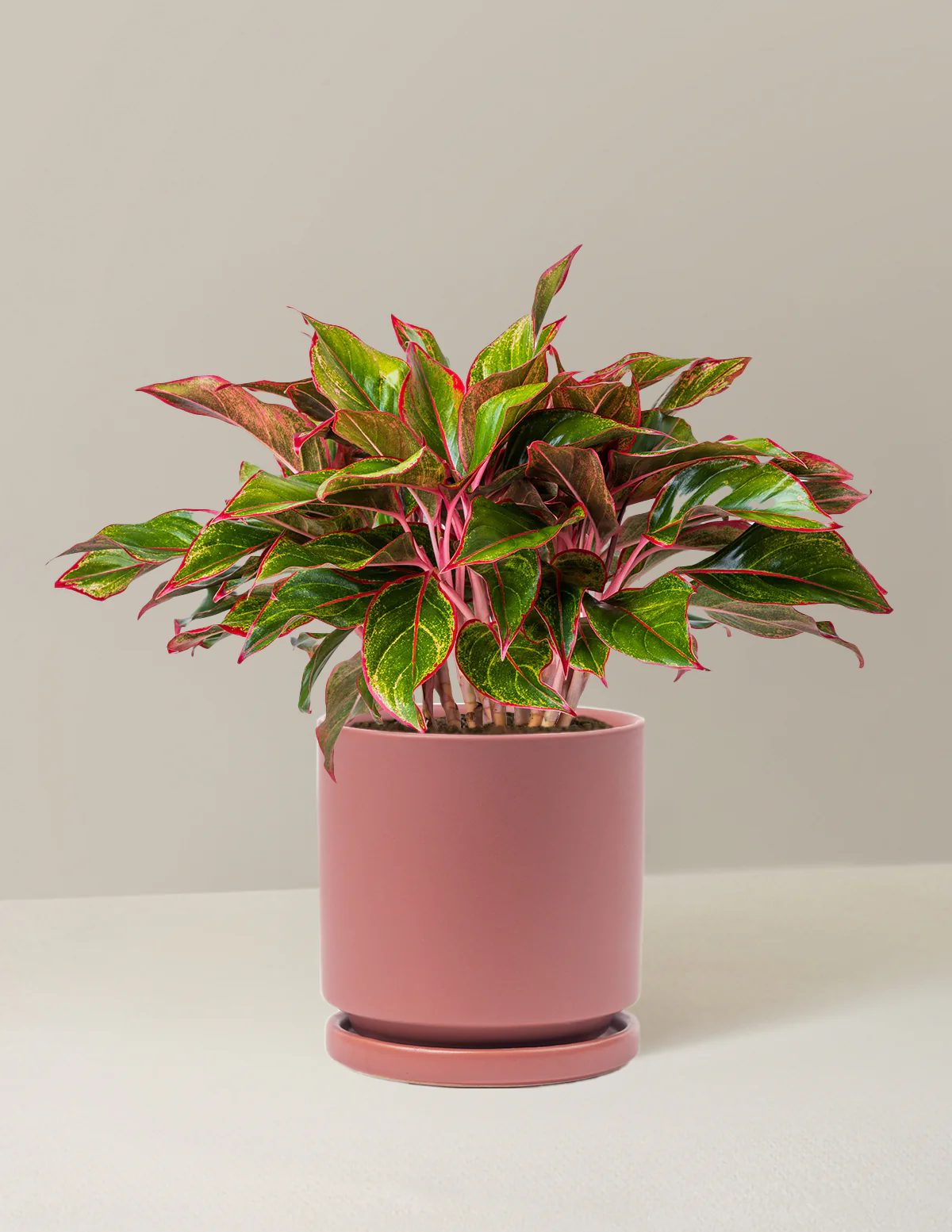 Aglaonema Siam - Image 7