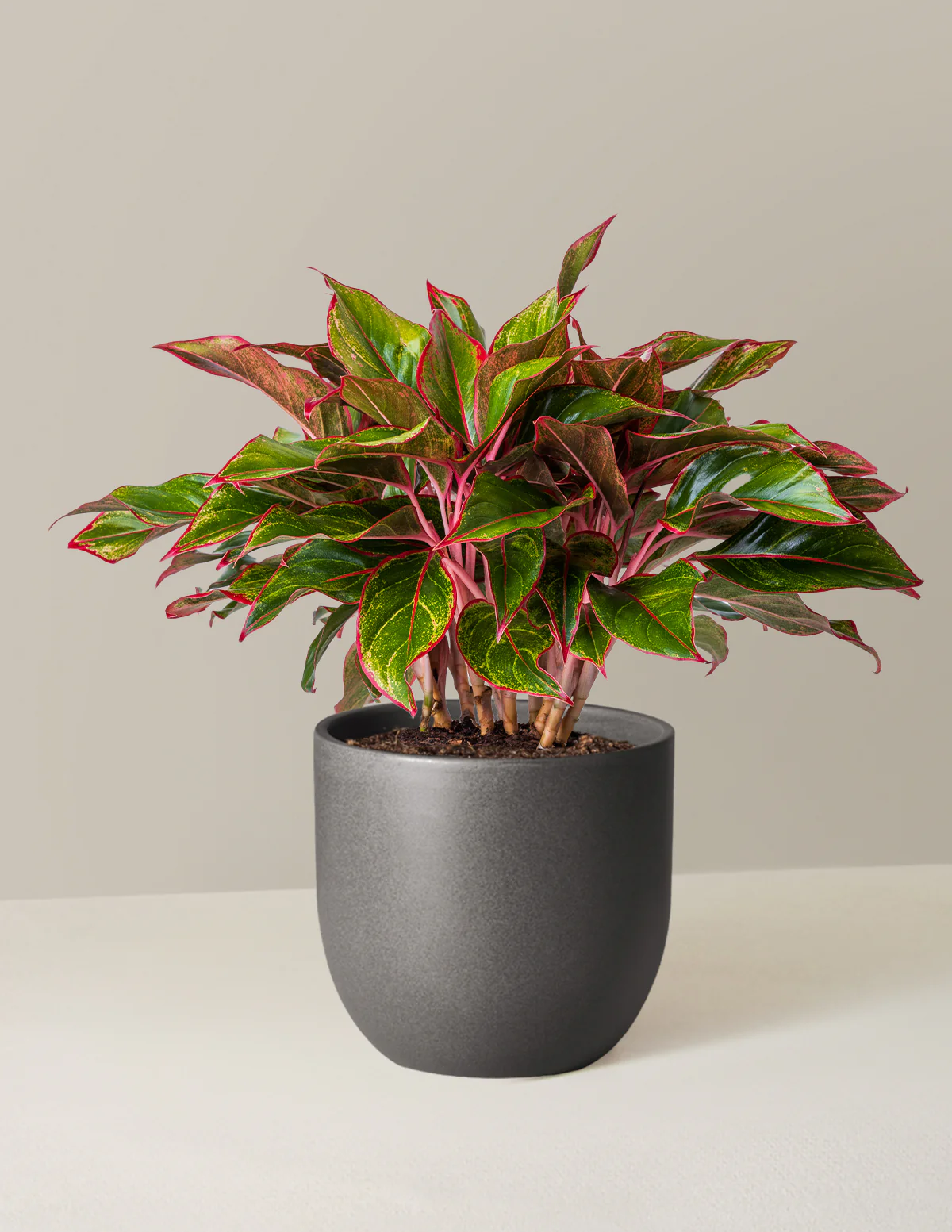 Aglaonema Siam - Image 8
