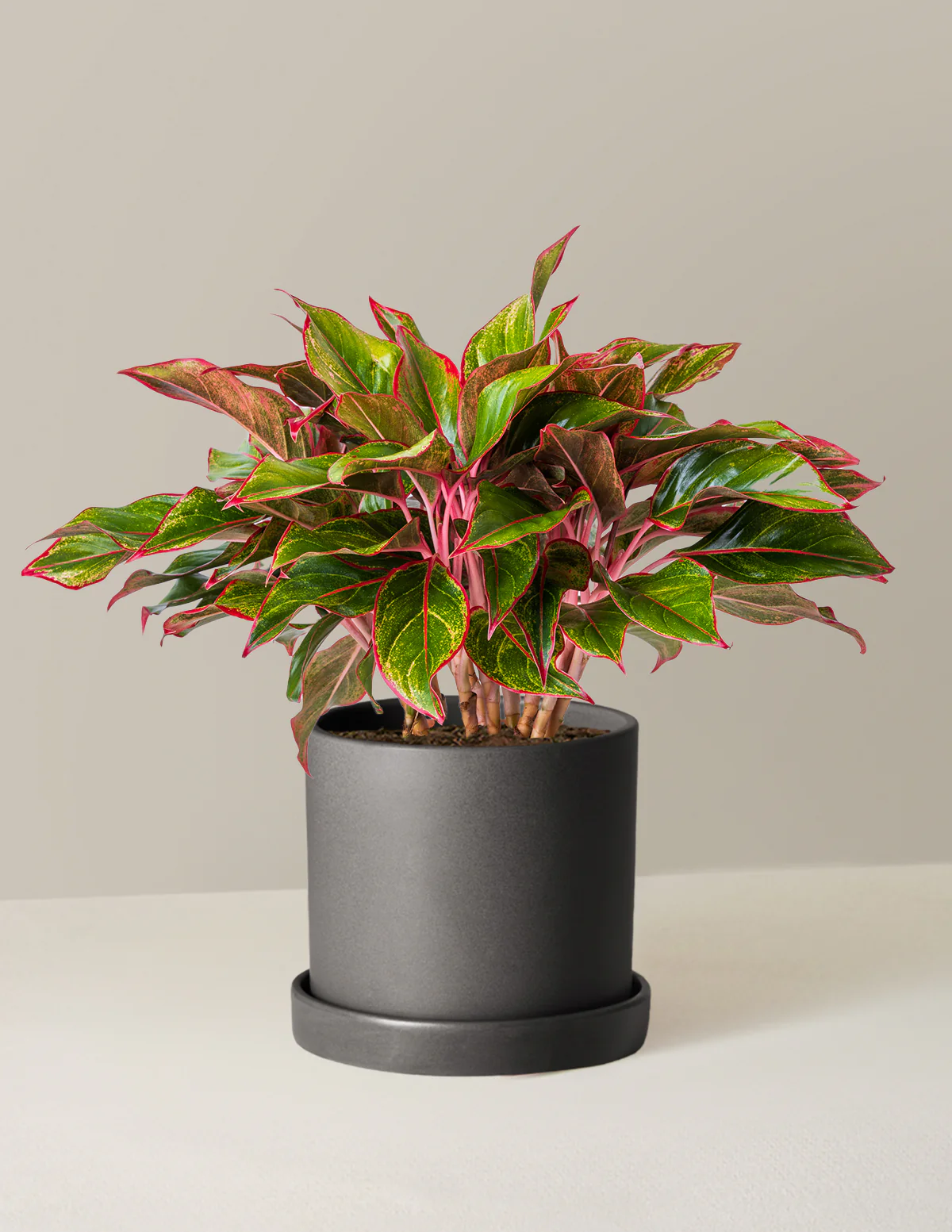 Aglaonema Siam - Image 9