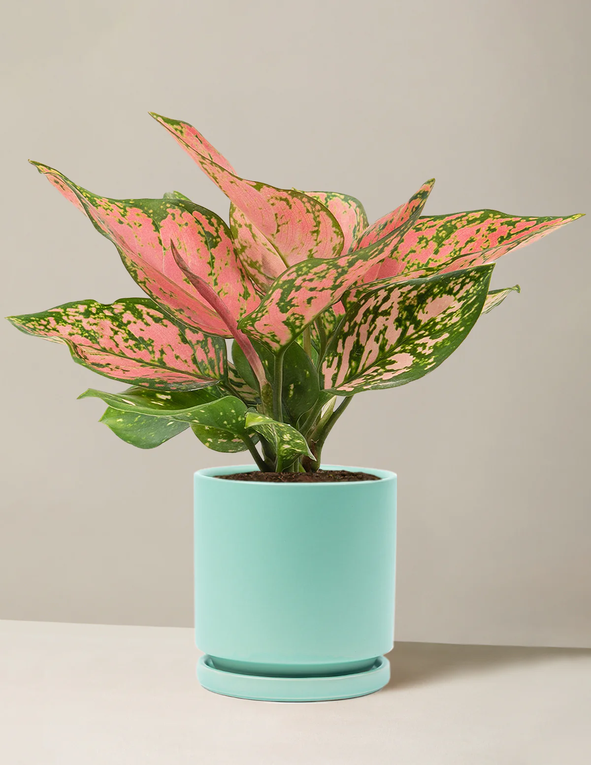 Aglaonema Wishes - Image 10
