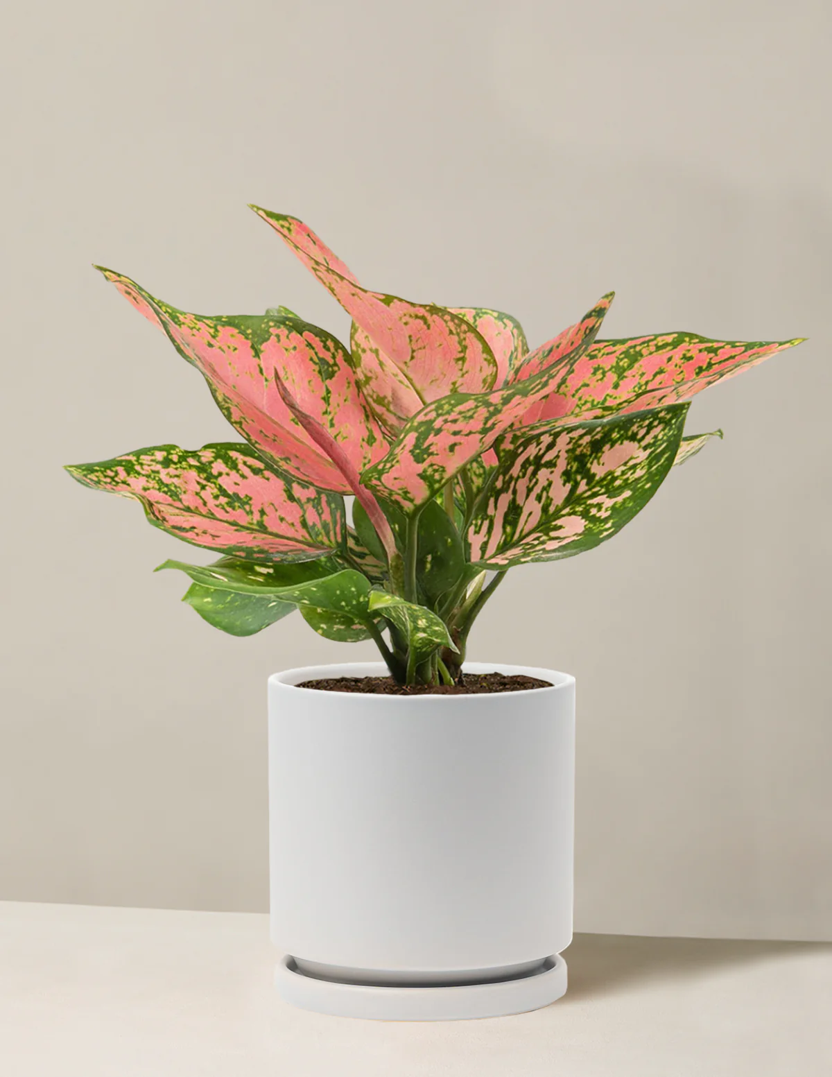 Aglaonema Wishes - Image 11