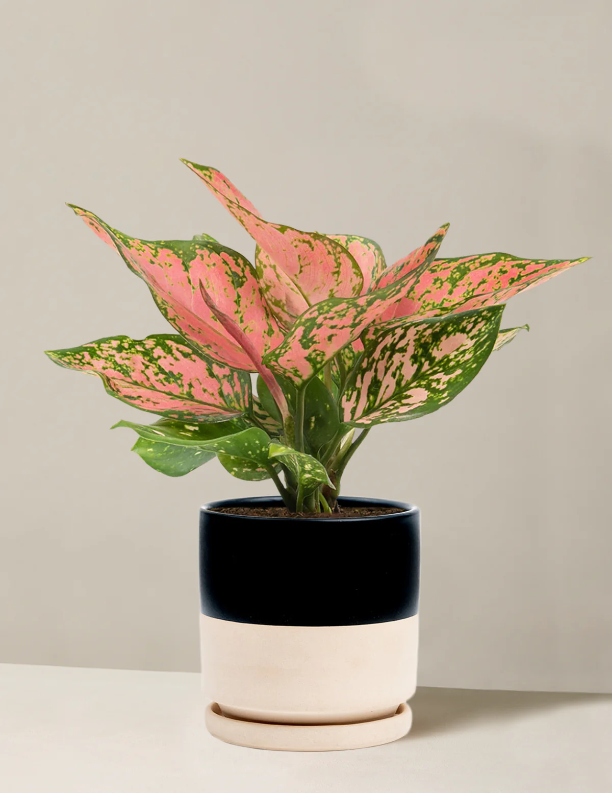 Aglaonema Wishes - Image 12