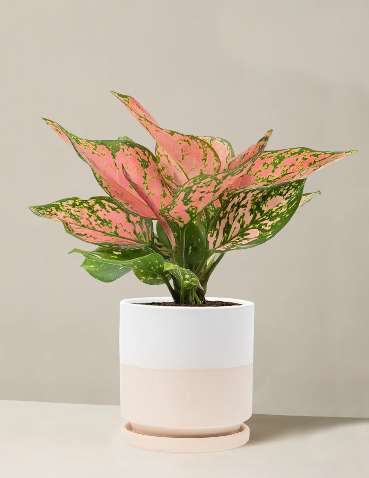 Aglaonema Wishes - Image 13