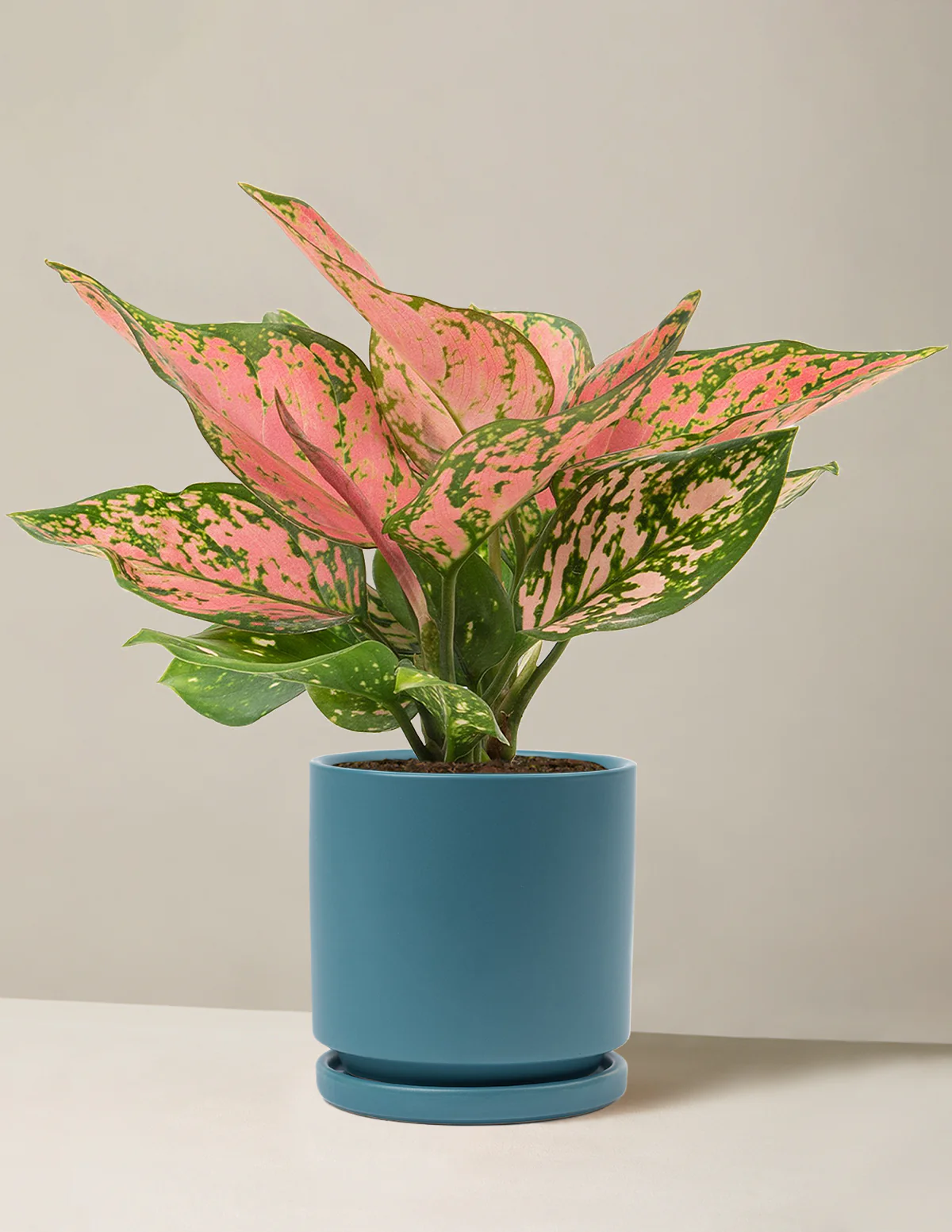 Aglaonema Wishes - Image 14