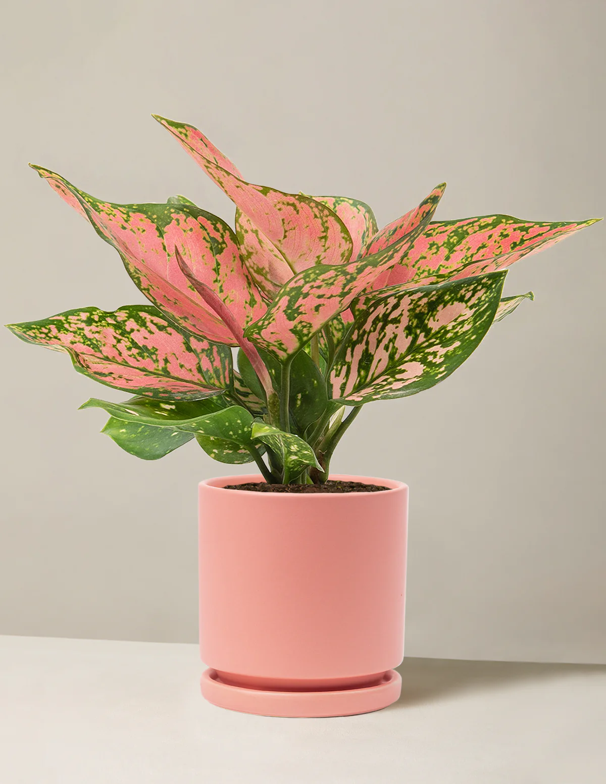 Aglaonema Wishes - Image 15