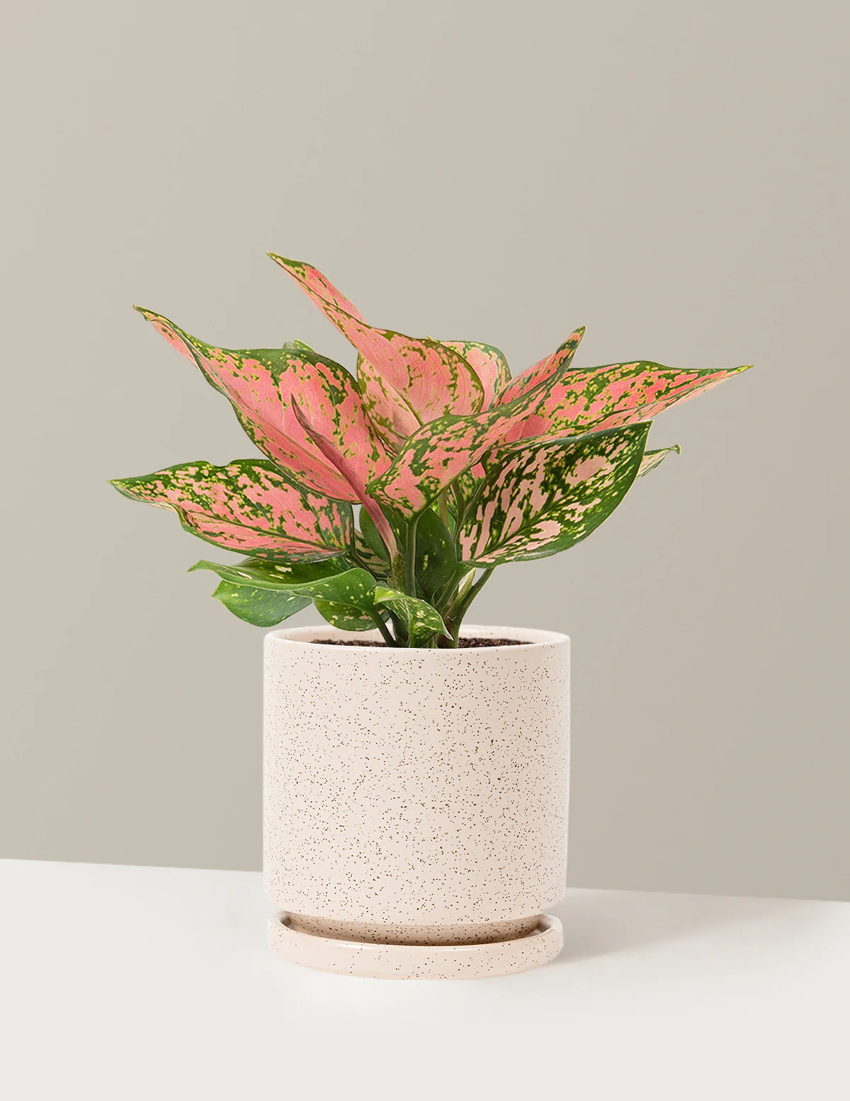 Aglaonema Wishes - Image 17