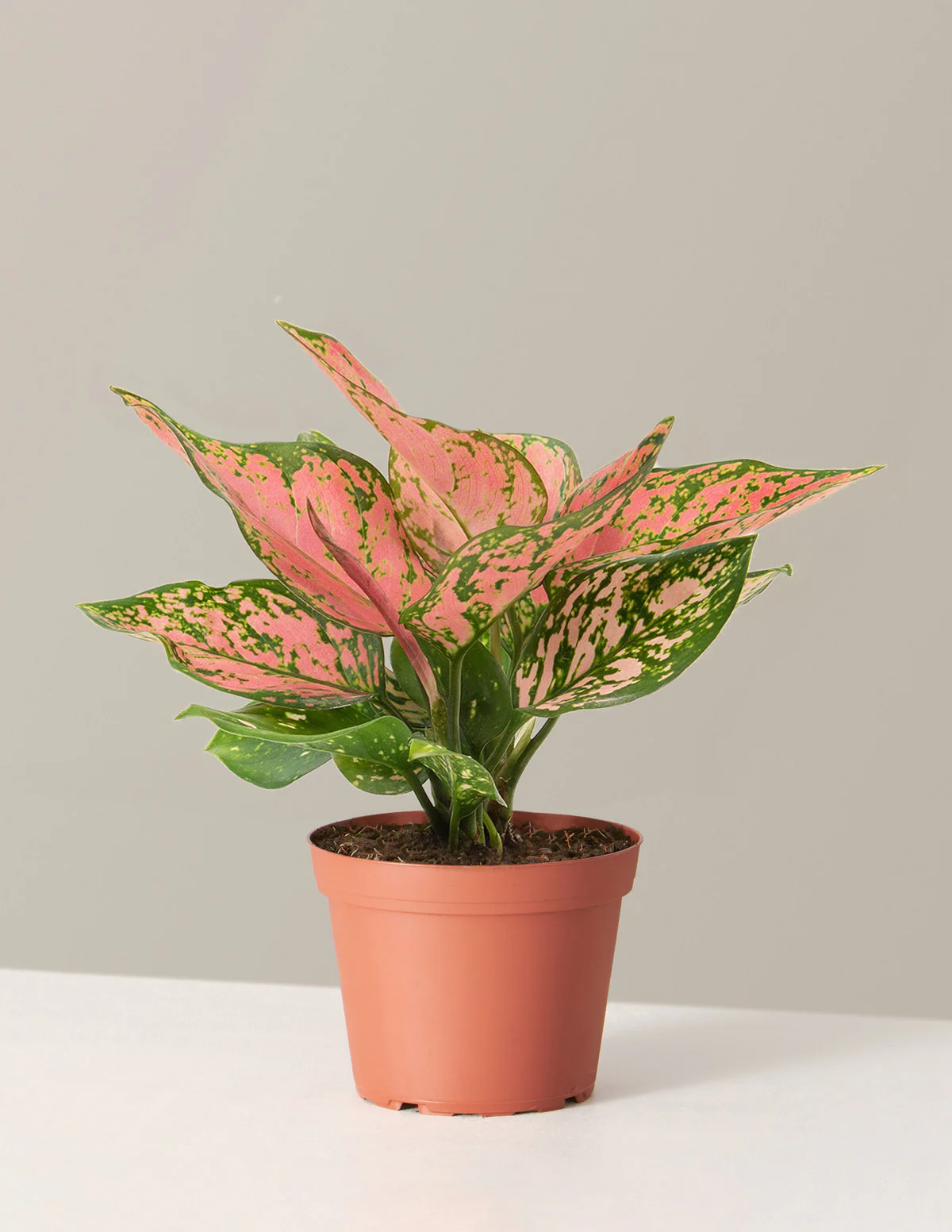 Aglaonema Wishes - Image 18