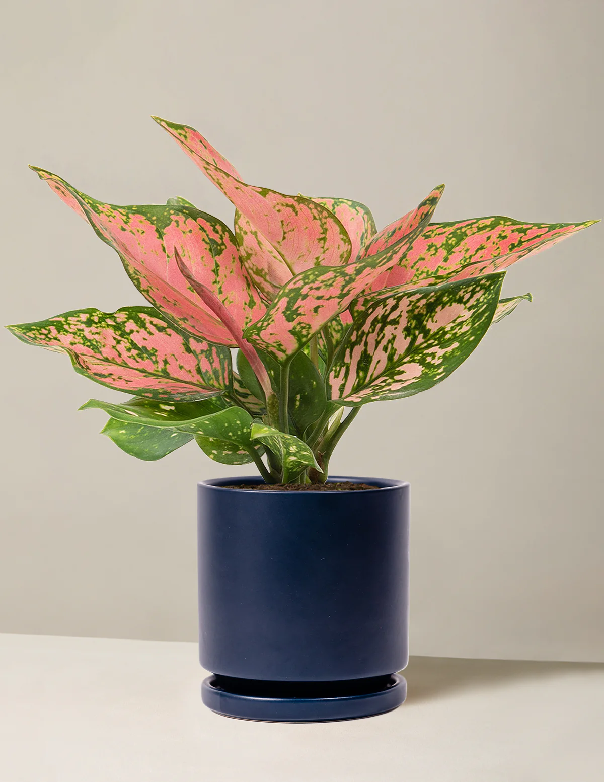 Aglaonema Wishes - Image 20
