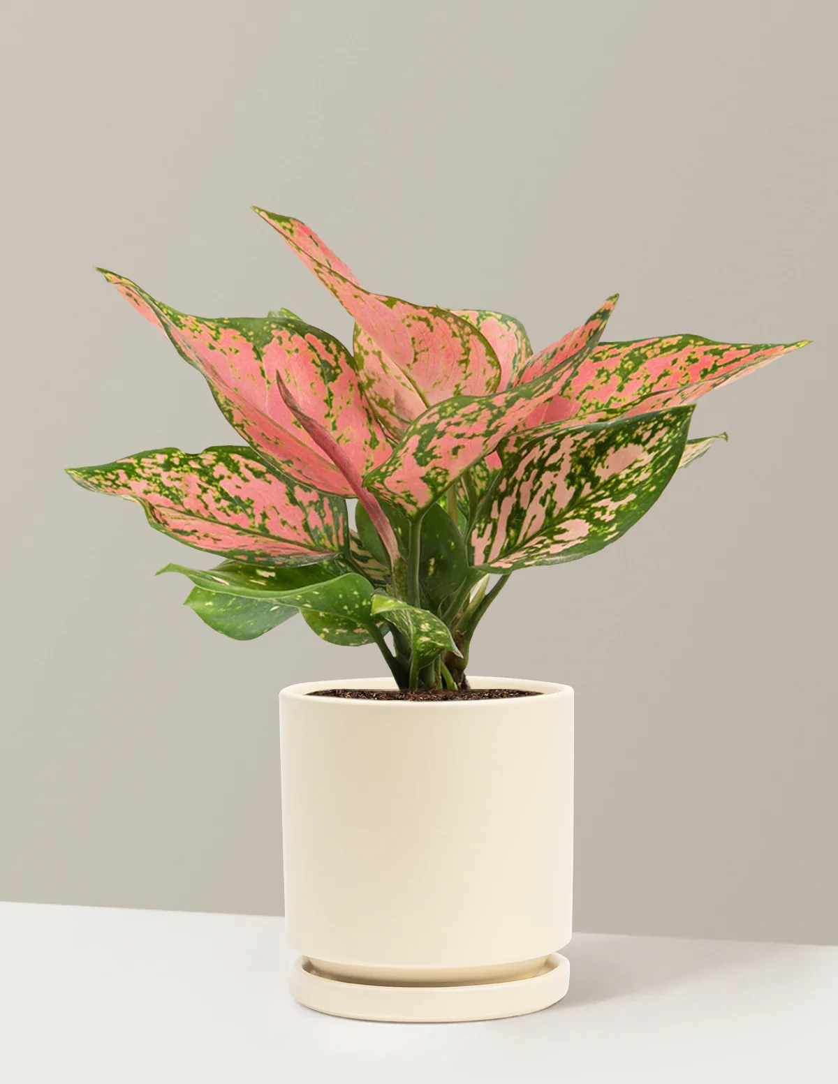 Aglaonema Wishes - Image 21