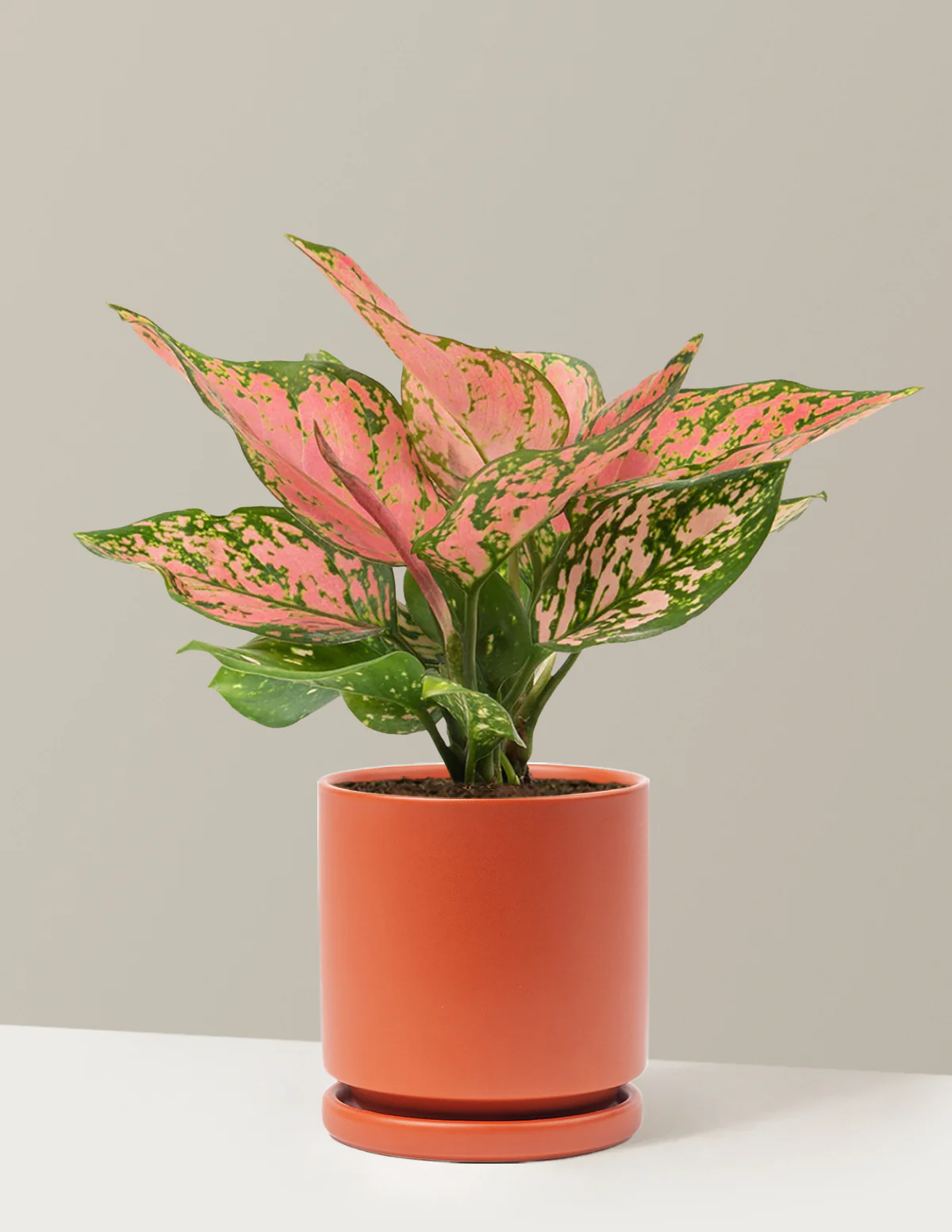 Aglaonema Wishes - Image 23
