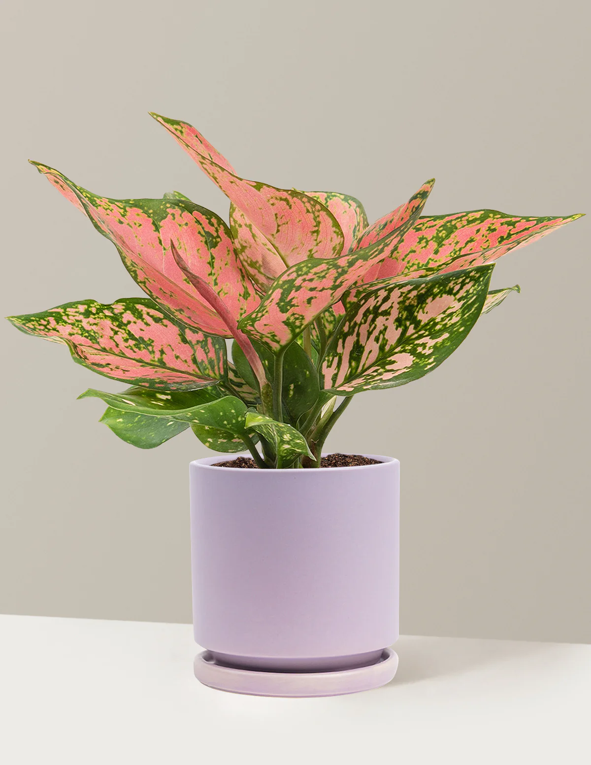 Aglaonema Wishes - Image 24