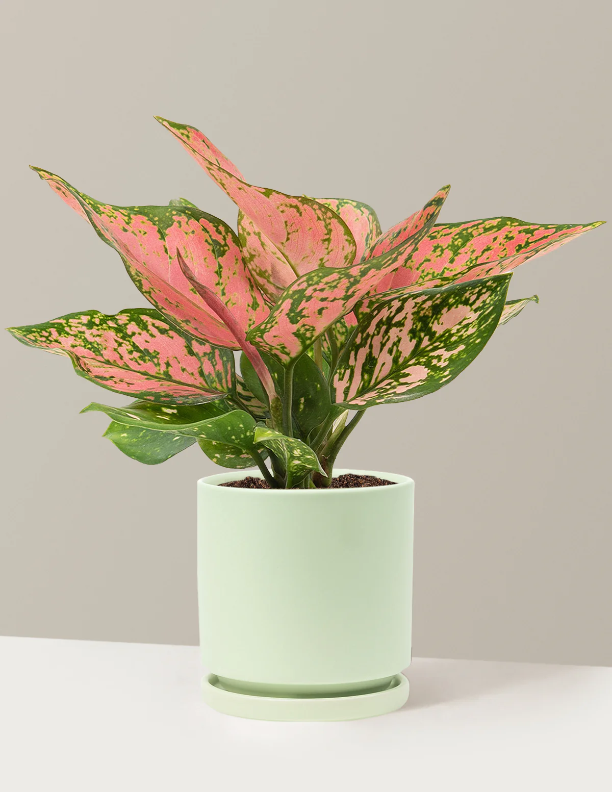 Aglaonema Wishes - Image 25