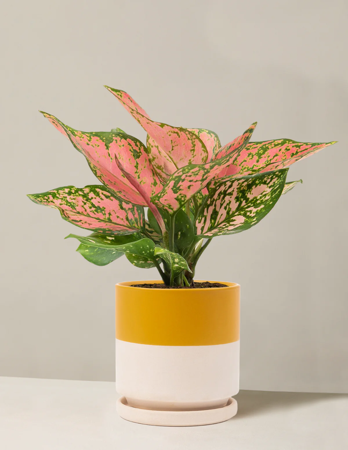 Aglaonema Wishes - Image 3