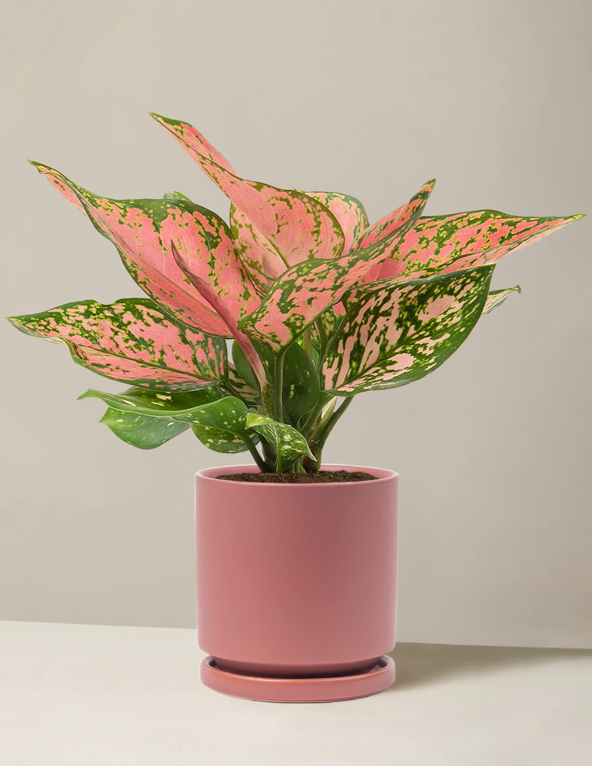Aglaonema Wishes - Image 4