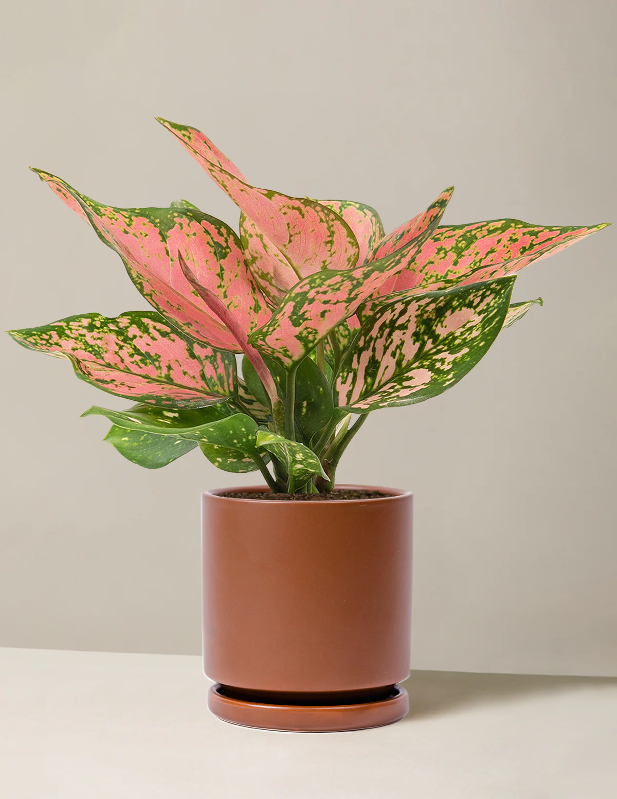 Aglaonema Wishes - Image 7