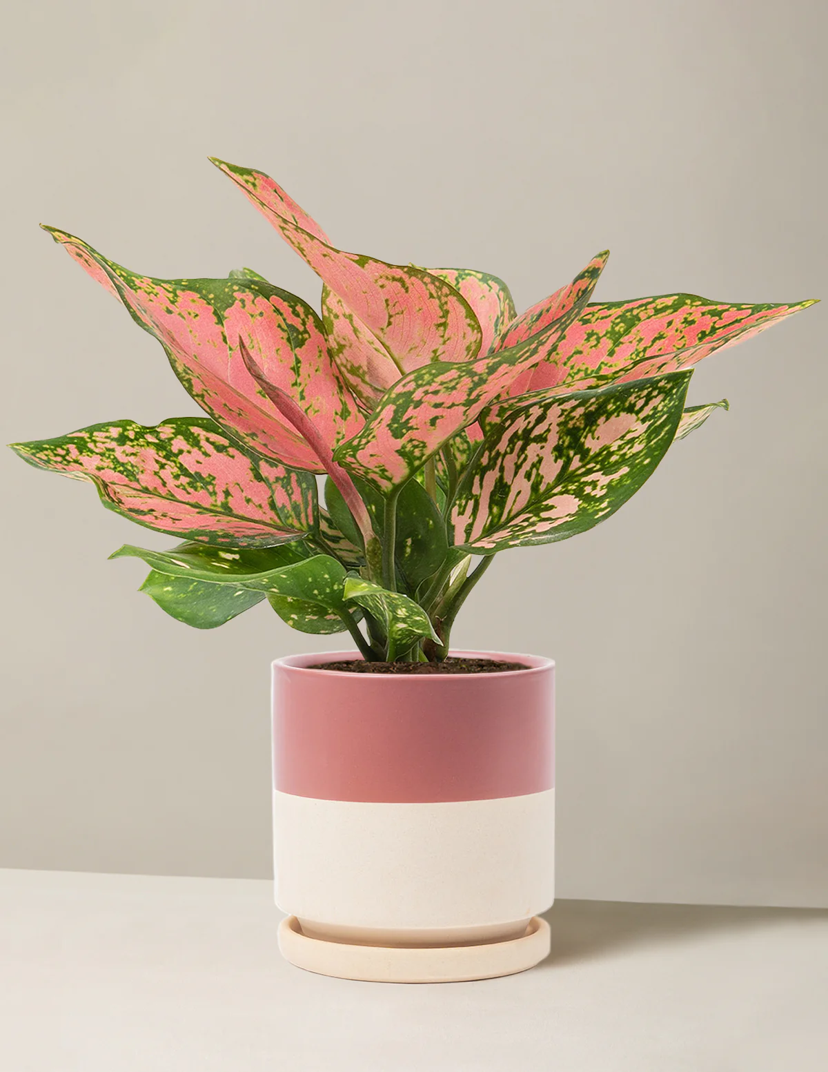 Aglaonema Wishes - Image 8