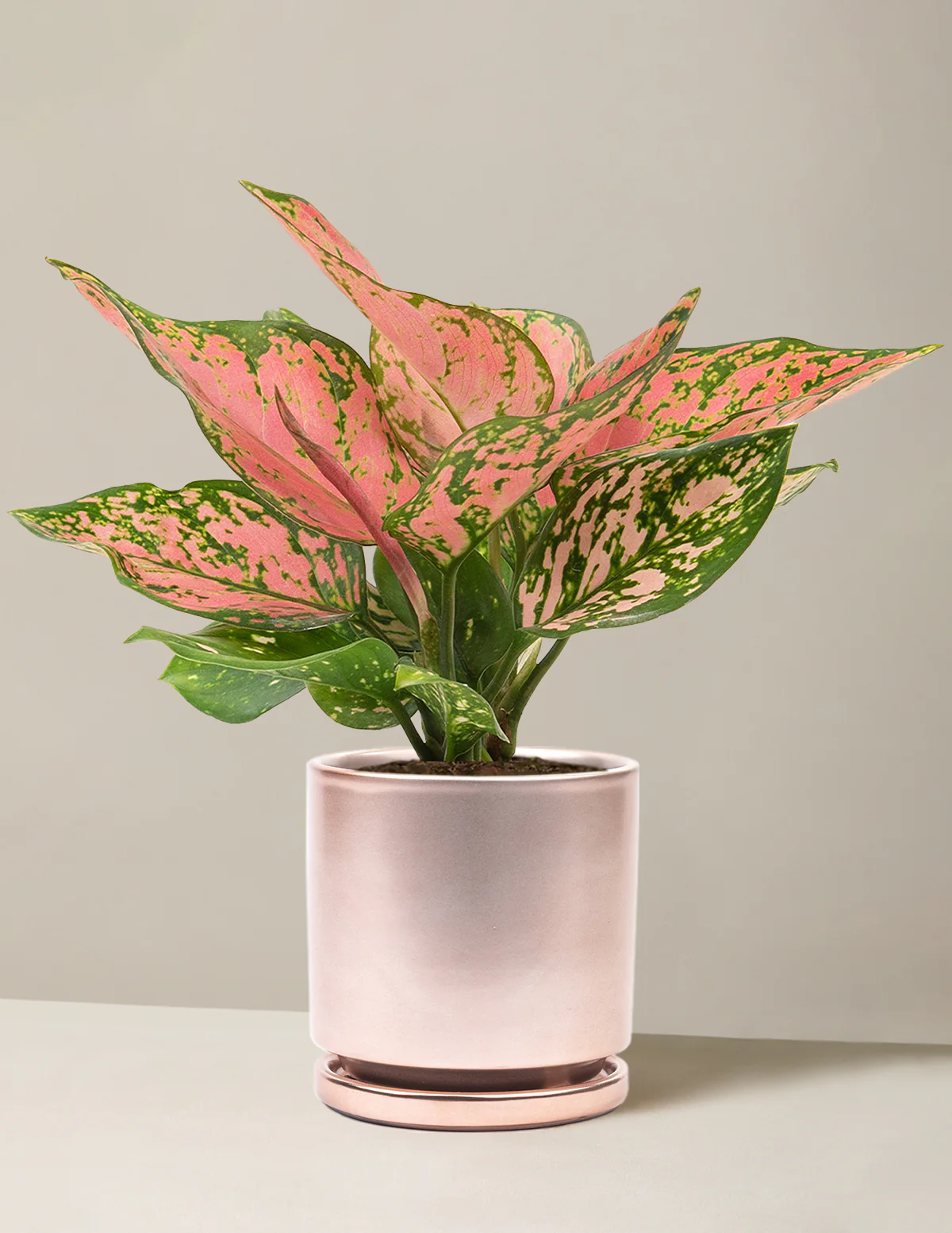 Aglaonema Wishes - Image 9