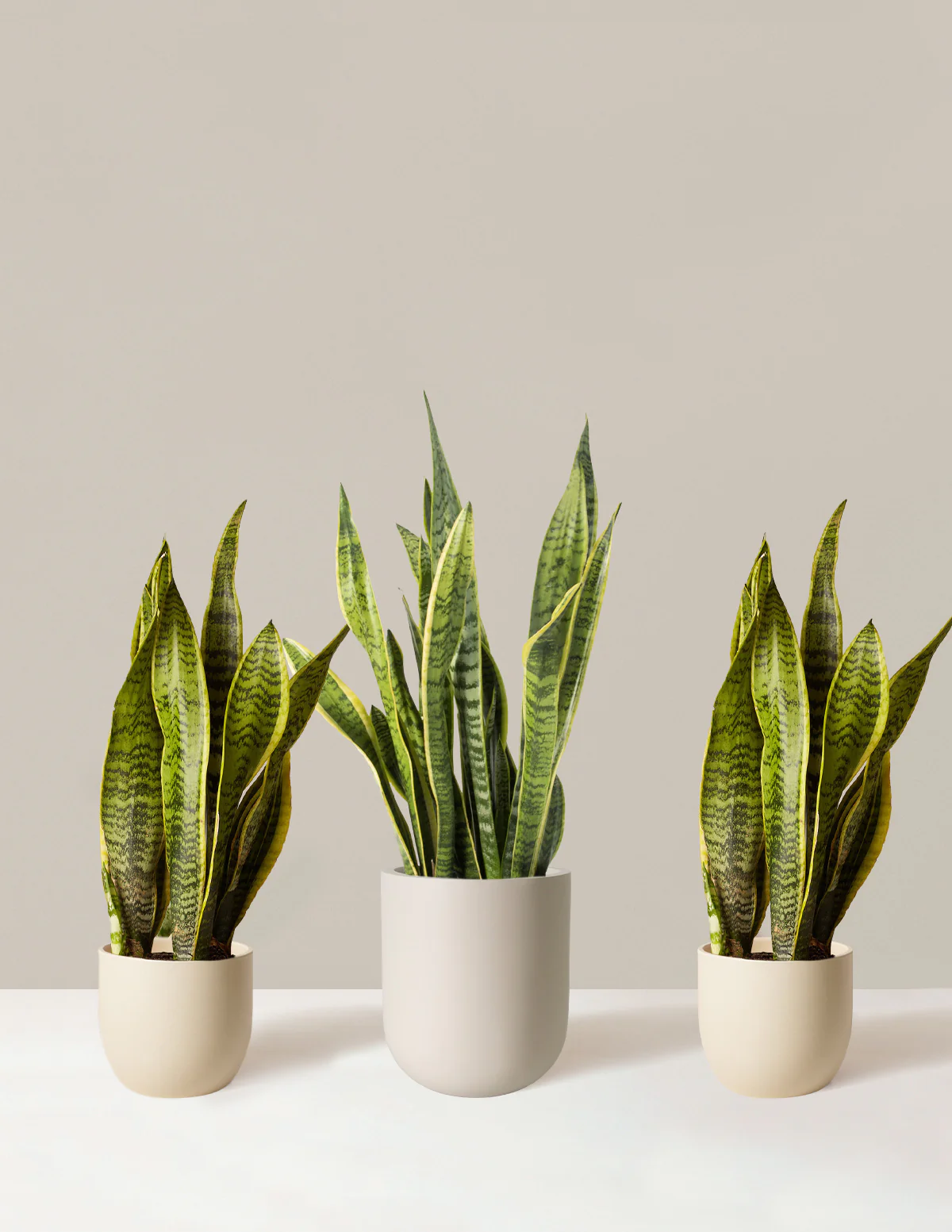 Air Purifying Trio - Image 3
