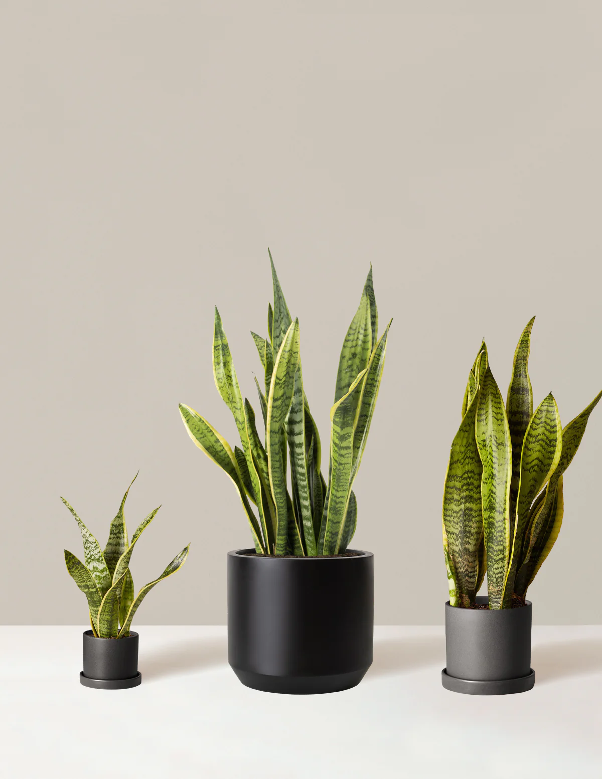 Air Purifying Trio - Image 4